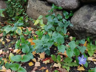 Vinca Major - stedsegrøn bunddække plante