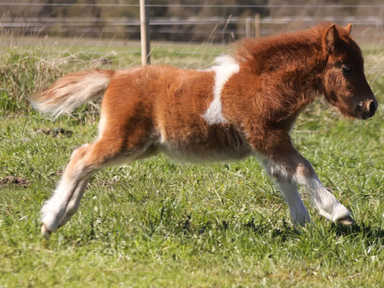 Billede 3 - Dejligt shetlandspony hoppeføl 