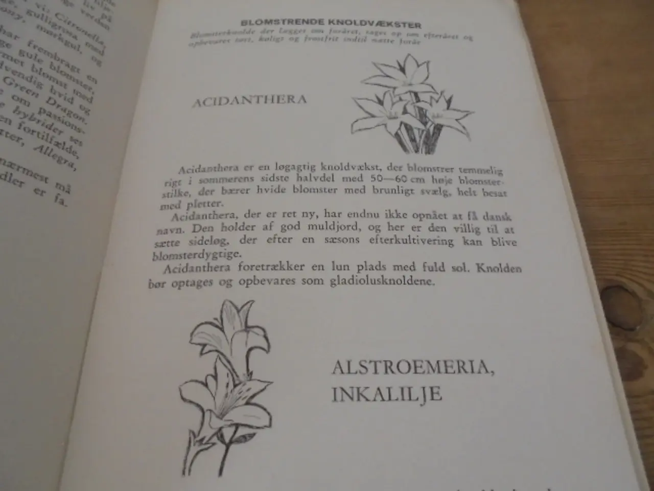 Billede 3 - Havens løgblomster - Udg. Fra 1966