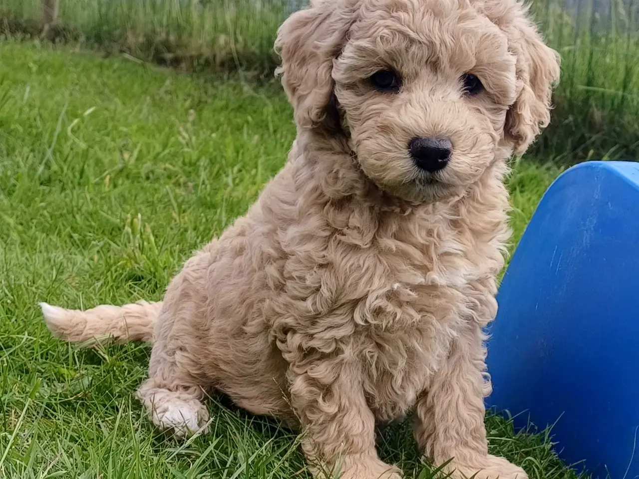 Billede 12 - Doodle / cockapoo hvalpe