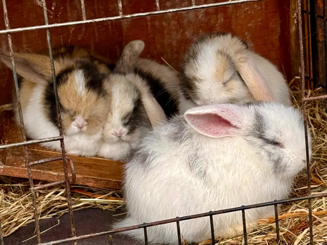 Billede 15 - 8 skønne Mini Lop unger