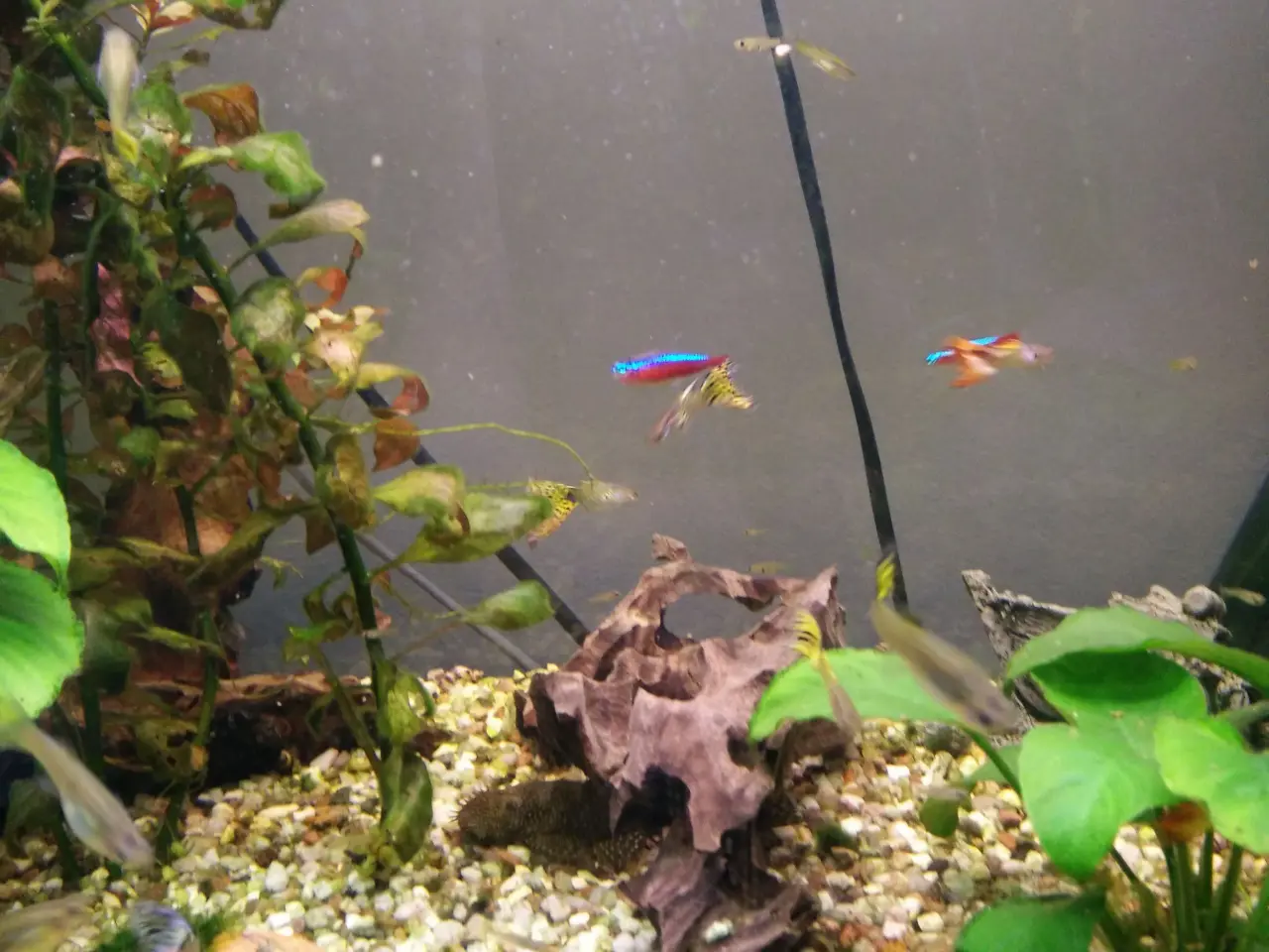 Billede 1 - Guppy