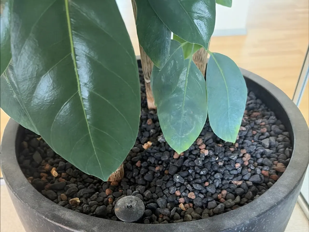 Billede 3 - Grøn plante i potte
