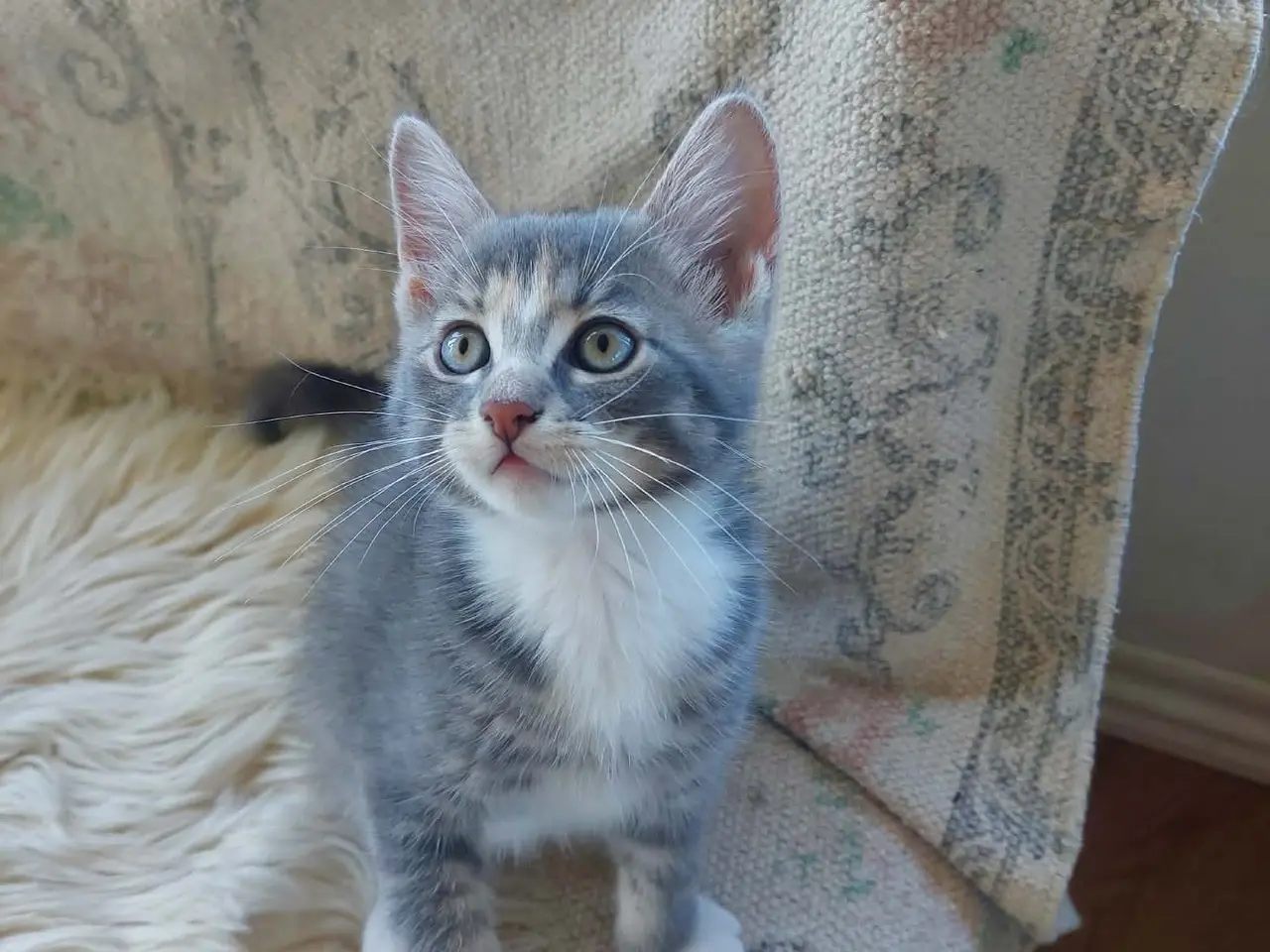 Billede 11 - Maincoon blanding killinger