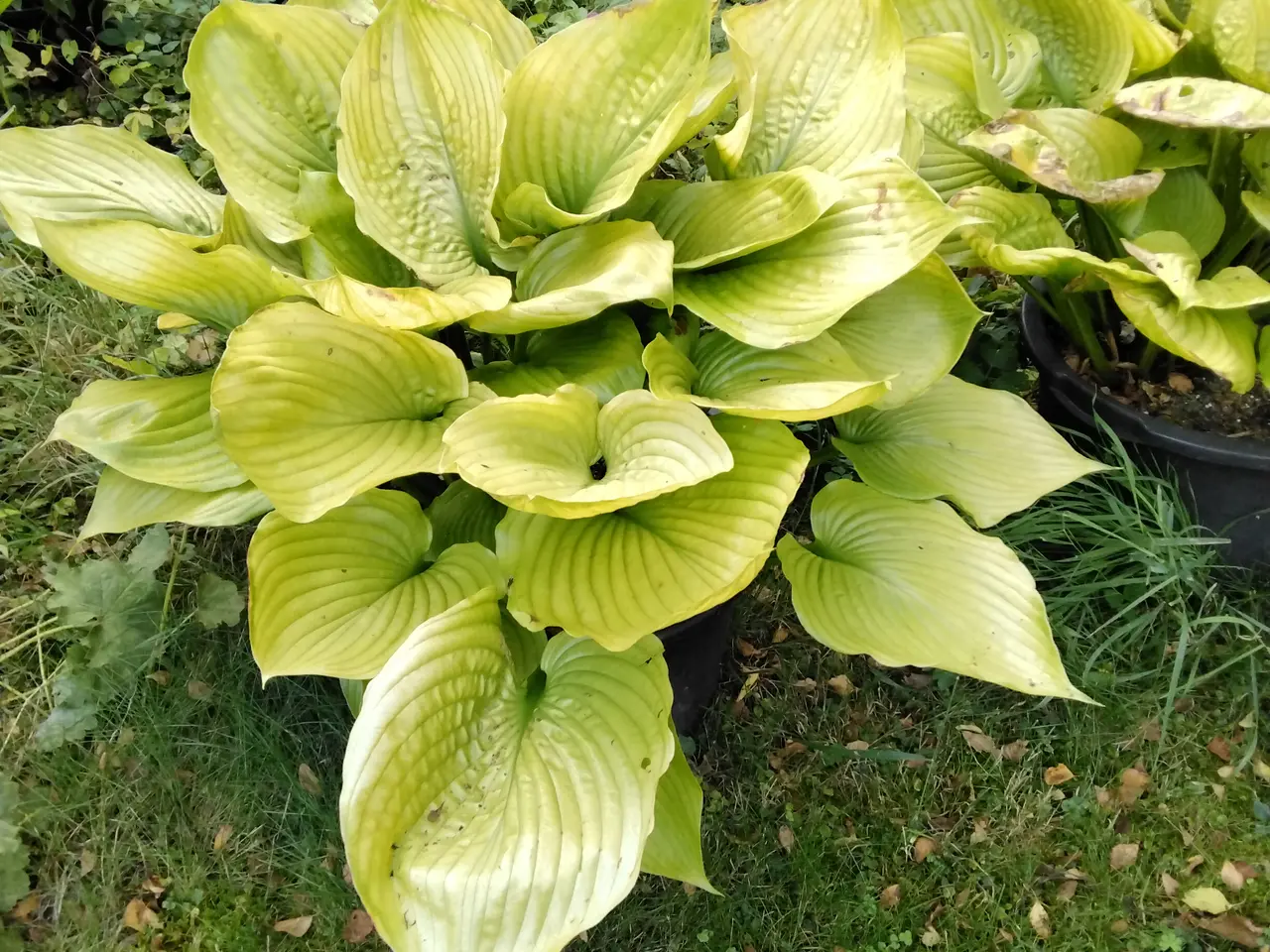 Billede 4 - Kæmpe Hosta Sun and Substance I store 40L potter