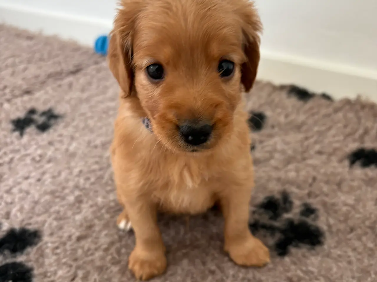 Billede 6 - Doodle hundehvalpe til salg🐶
