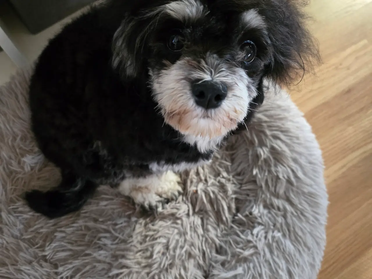 Billede 1 - Bichon tæve