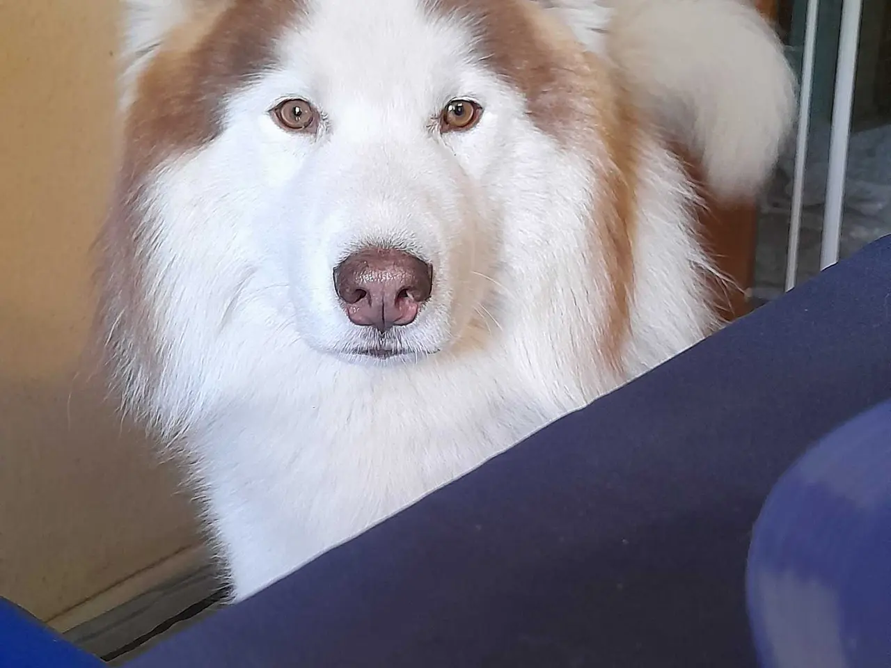 Billede 2 - Siberian husky til parring