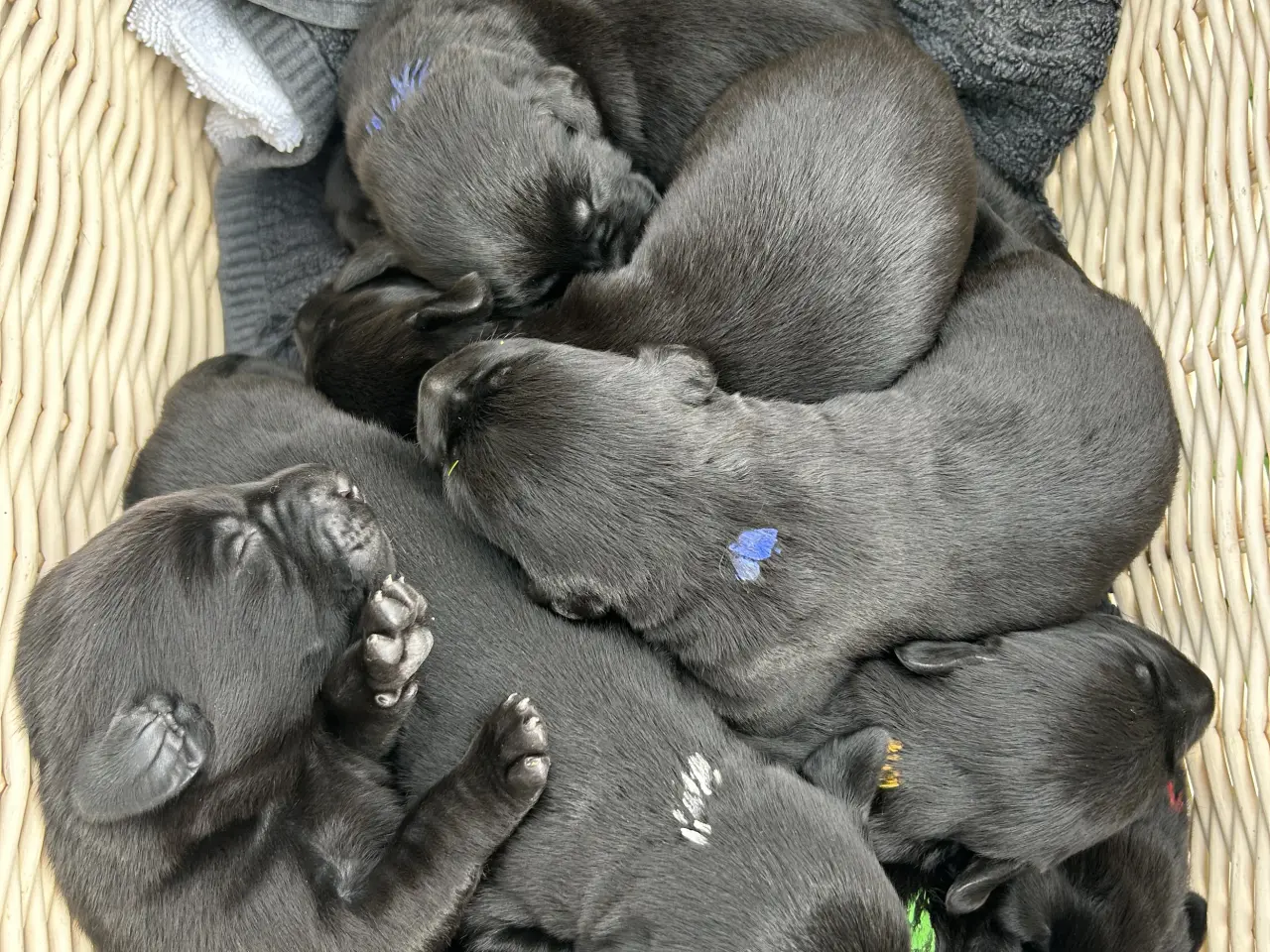 Billede 3 - Labrador Formel 1