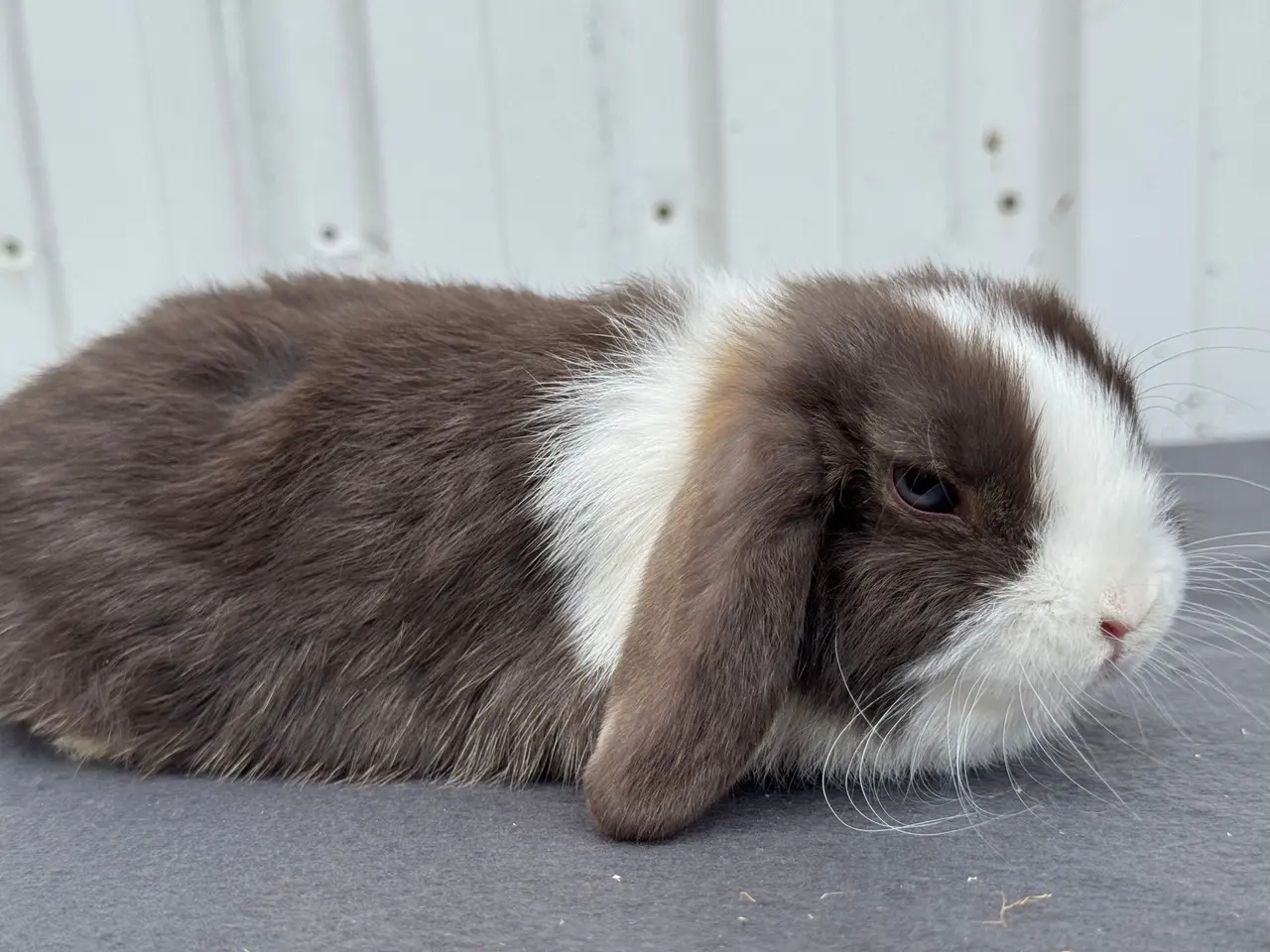 Billede 4 - Mini lop hankanin