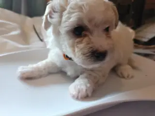 Maltipoo hvalpe