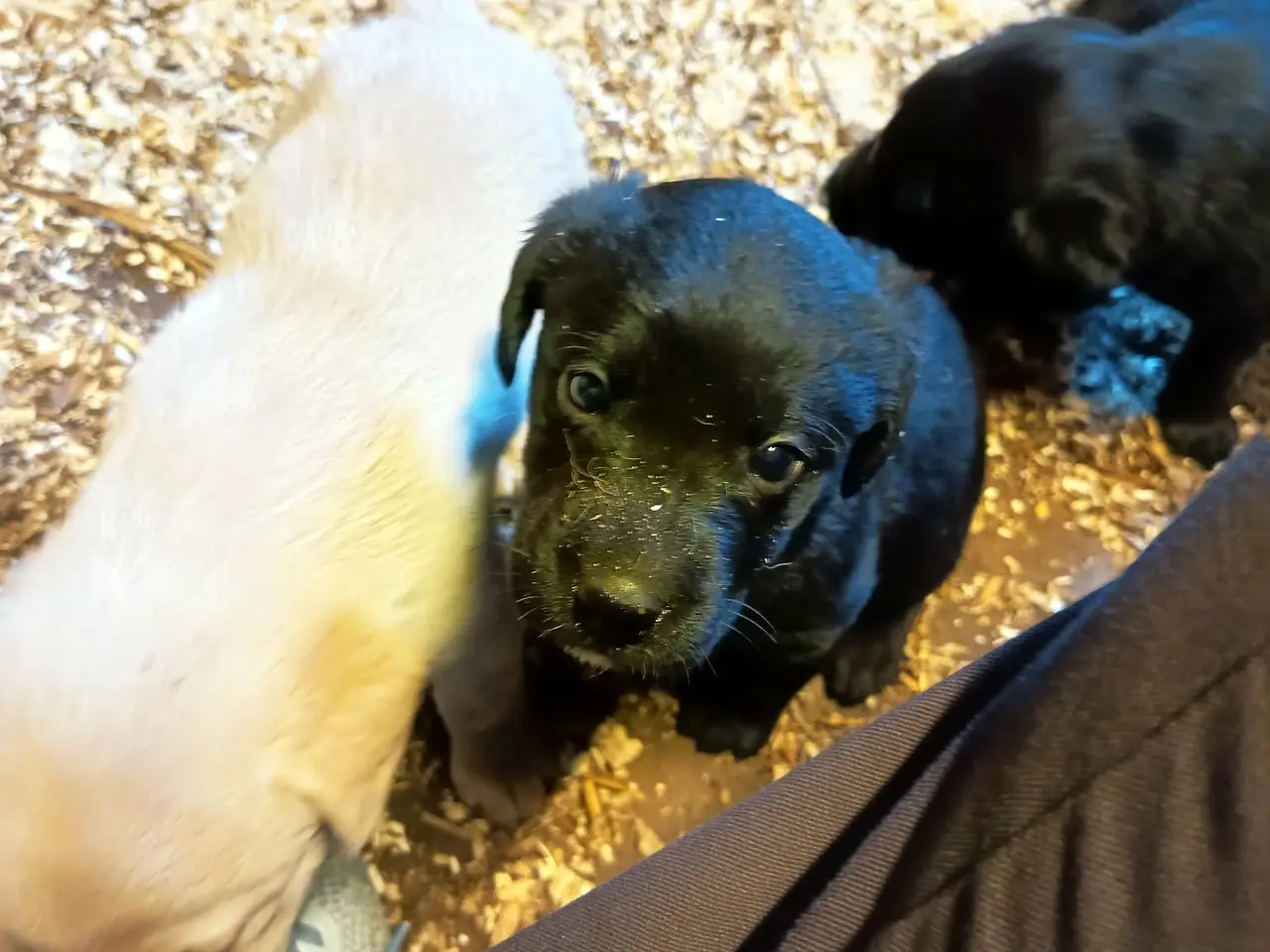 Billede 3 - Labrador hvalpe, sorte og gule.
