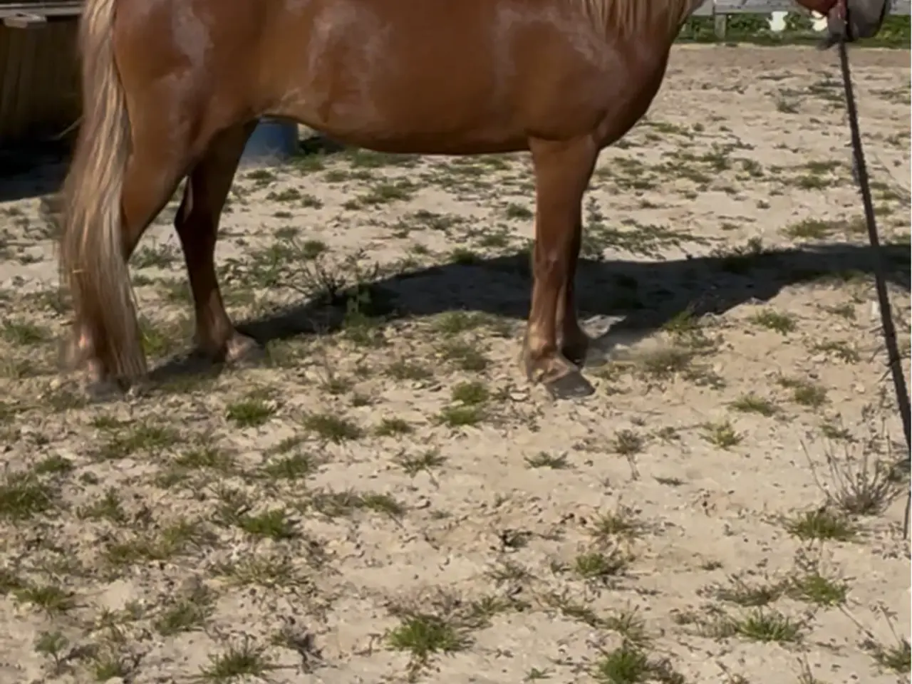 Billede 3 - Cool tur hest
