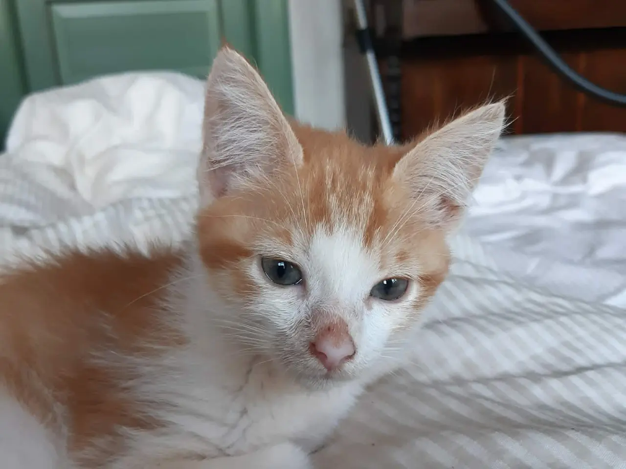Billede 2 - Skønne Maine Coon Blandinger