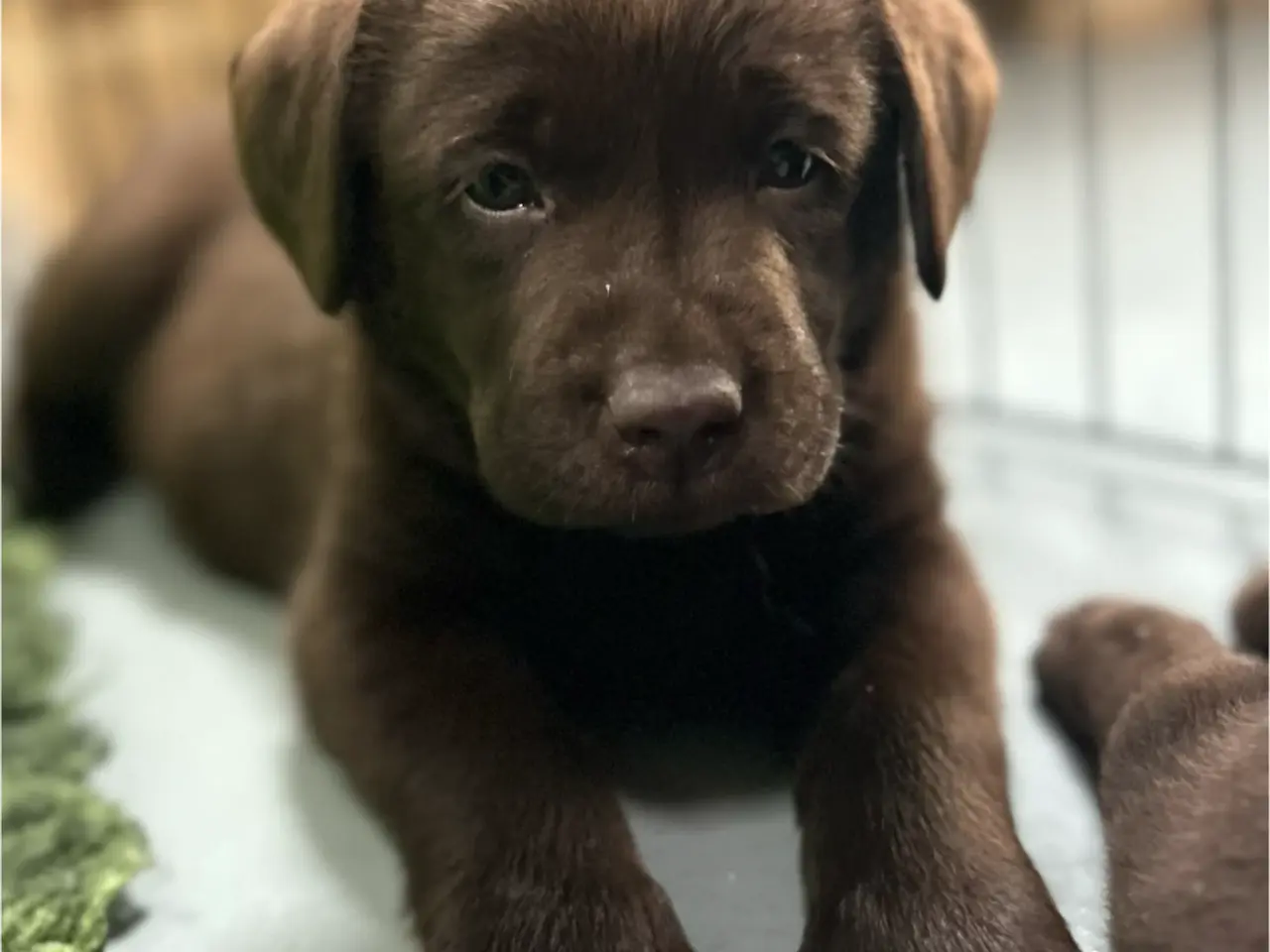 Billede 3 - Labrador med DKK stambog