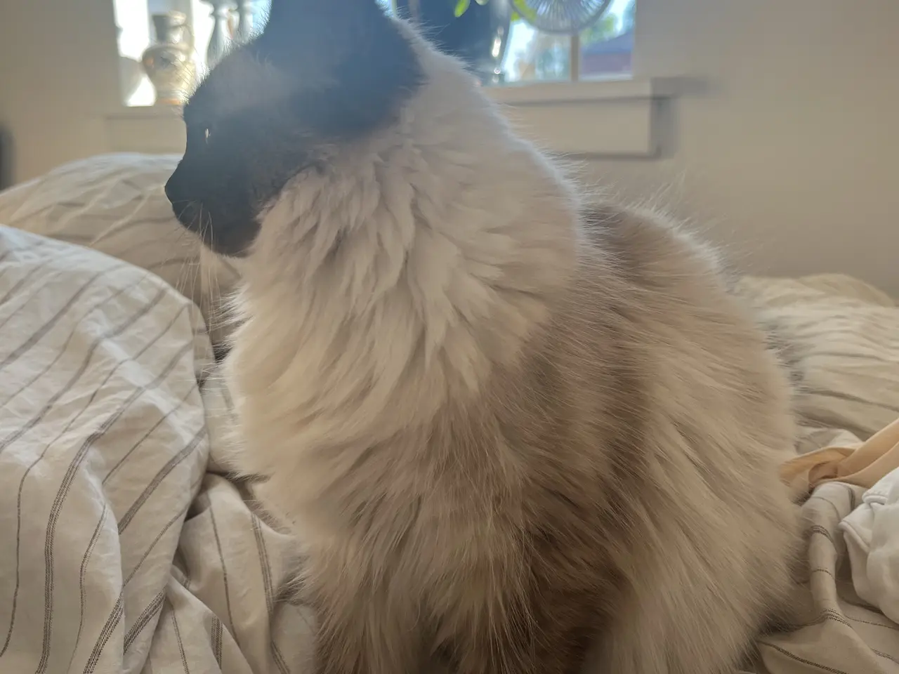 Billede 2 - Social Ragdoll, med azurblå øjne, søger nyt hjem.