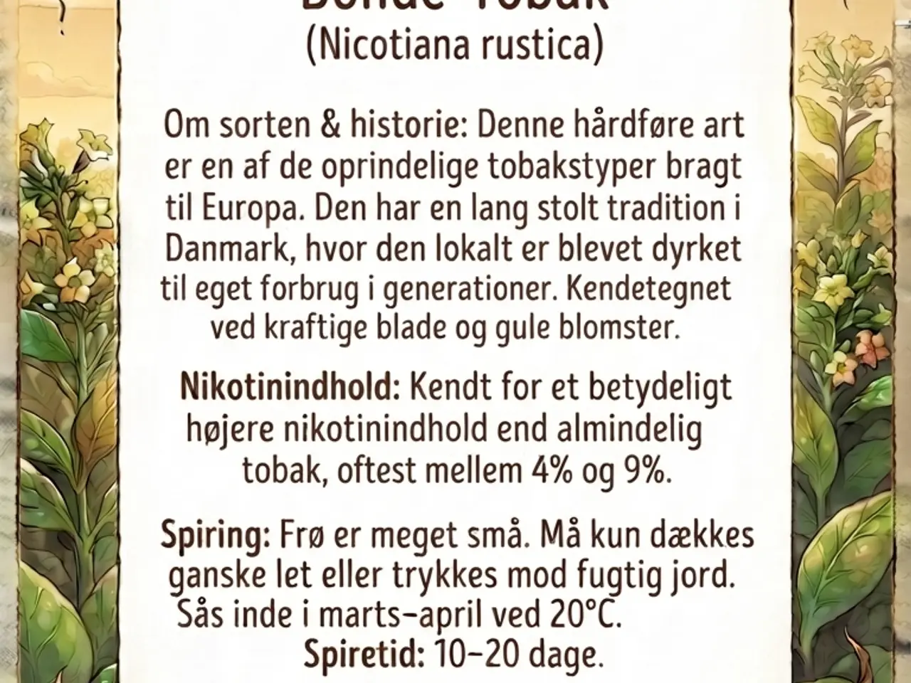 Billede 2 - Tabacum nicotiana Rustica 