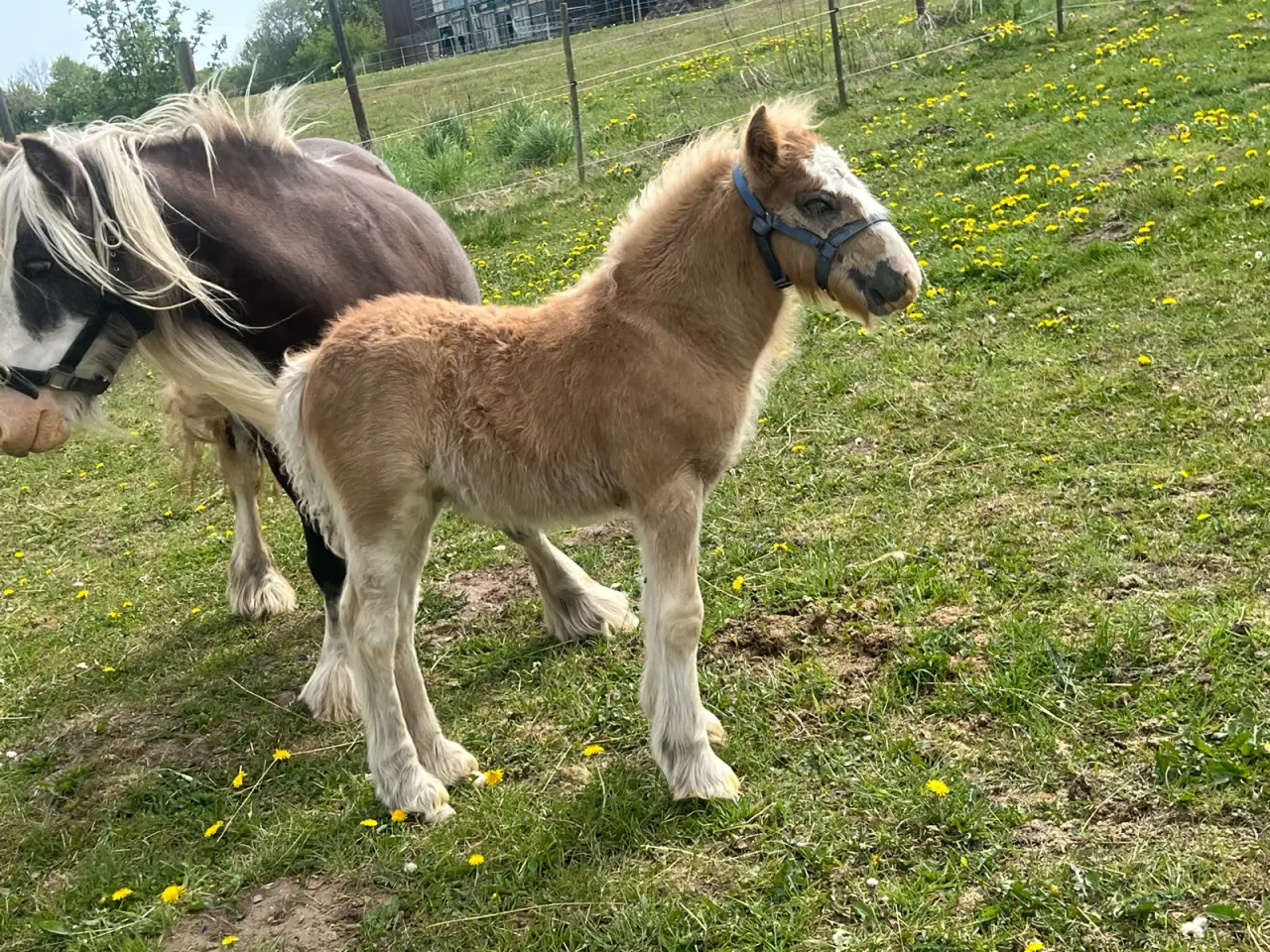 Billede 1 - Miniature Irish cob