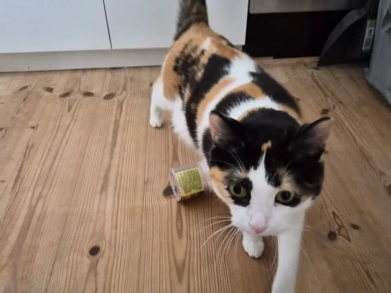 Billede 9 - Cats looking for new loving forever home