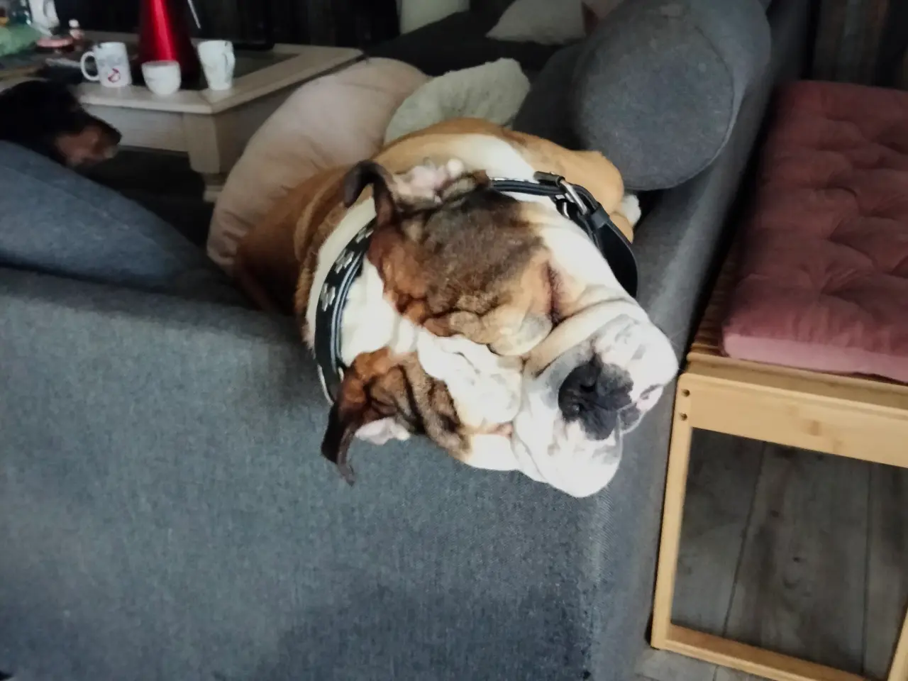 Billede 1 - Engelsk bulldog 