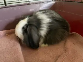Mini lop/ Lion lop kanin unger 