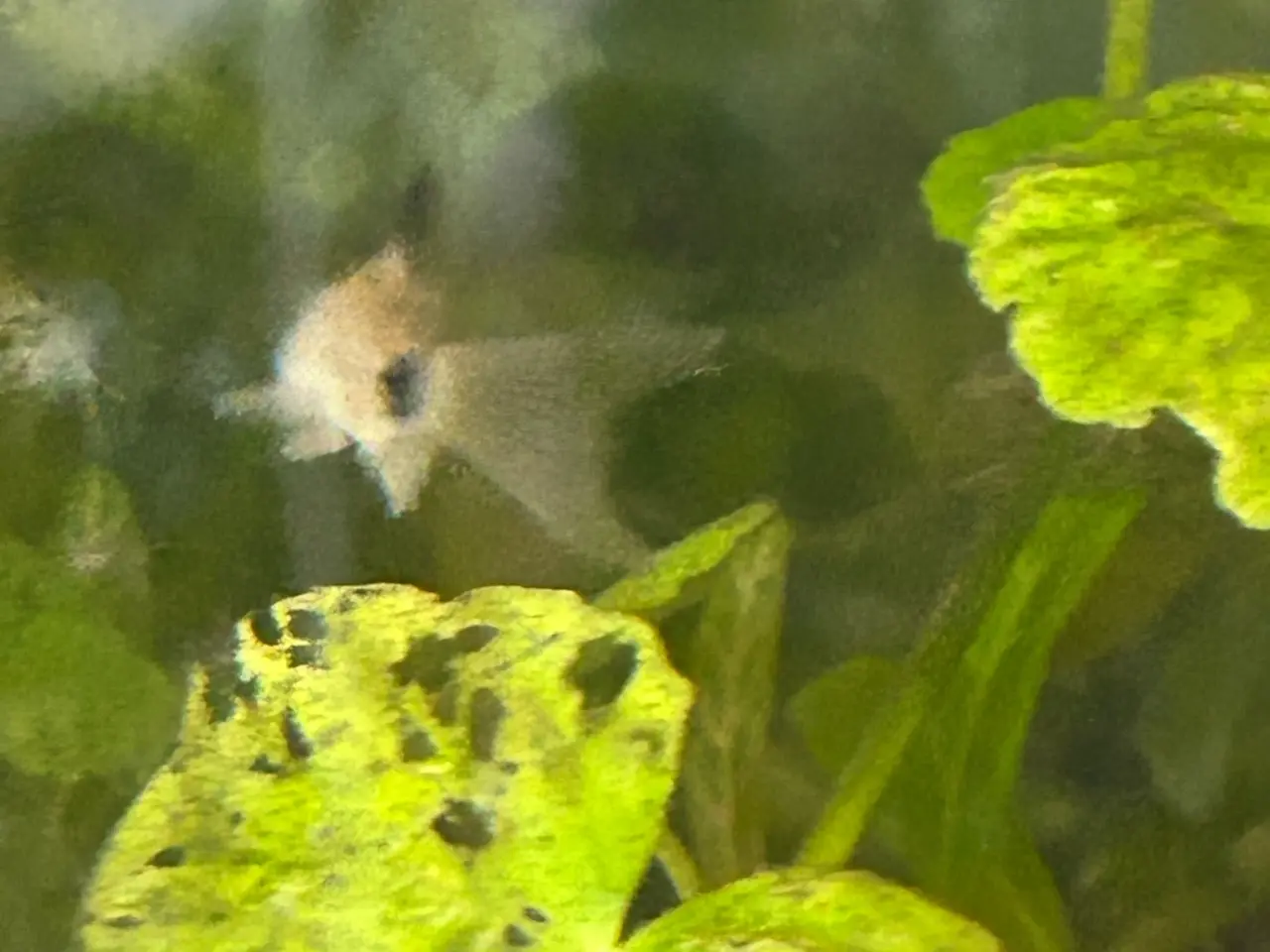 Billede 9 - 🐼🌟 Panda Longfin Pansermaller 3-4 cm | Premium |