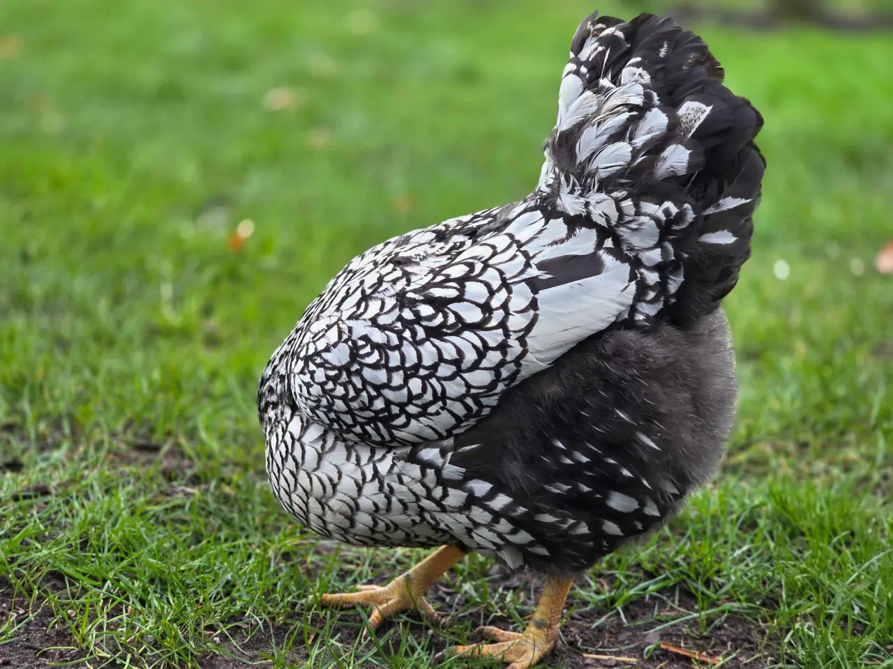 Billede 5 - Rugeæg til salg 🐔🥚fra Silver Laced Wyandotte
