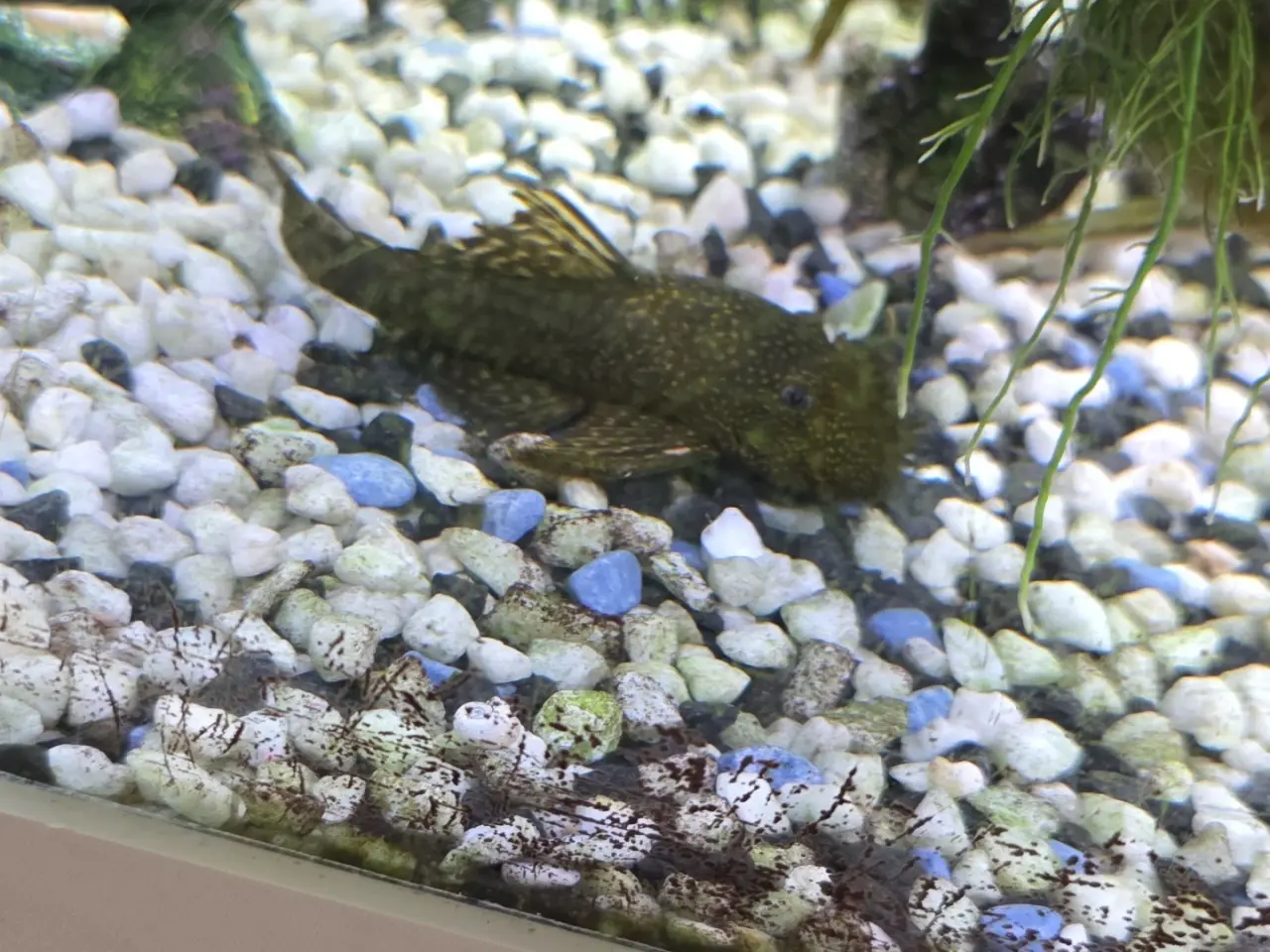 Billede 3 - Juveler Akvarie 340 L