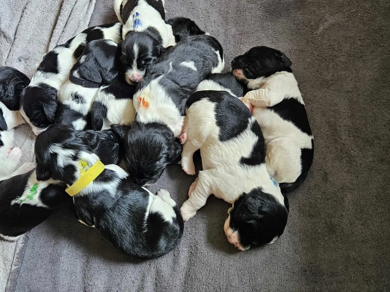 Billede 7 - Engelsk springer spaniel ikke ft