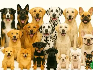 Søger hund/hvalp til en rolig familie på 3