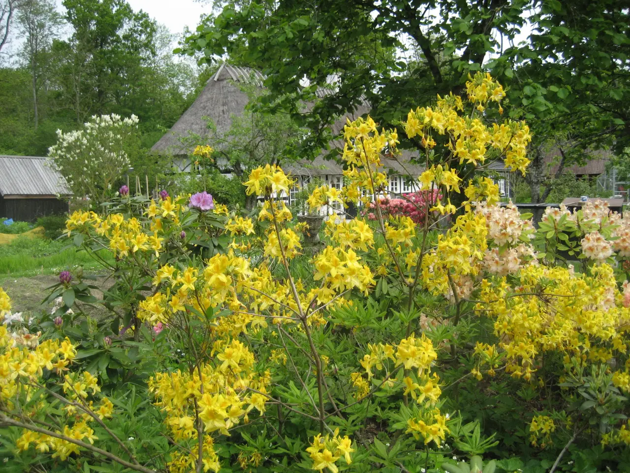 Billede 2 - Guldazalea, Rhododendron