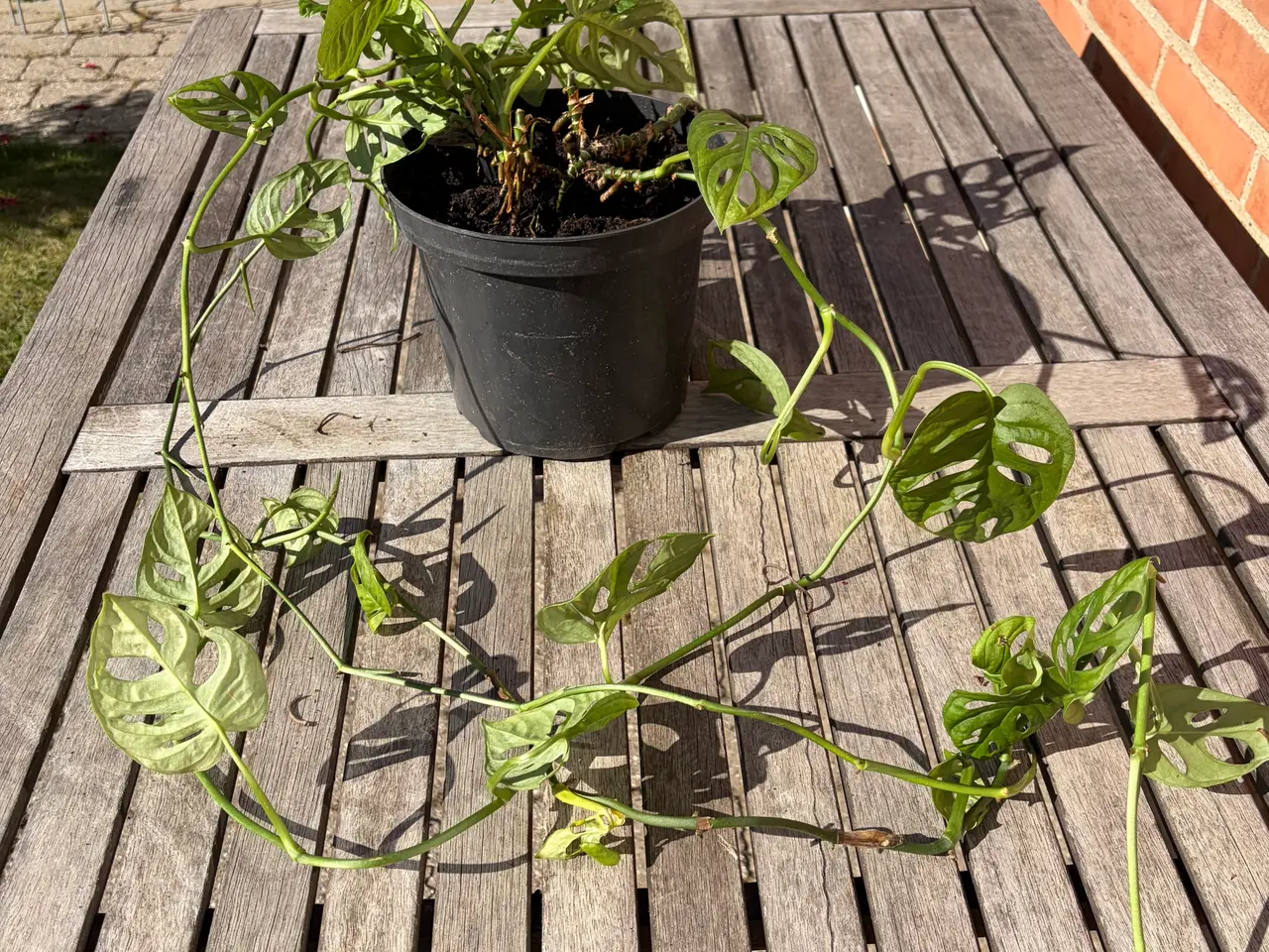 Billede 1 - Stueplante. Monsters Adansonii