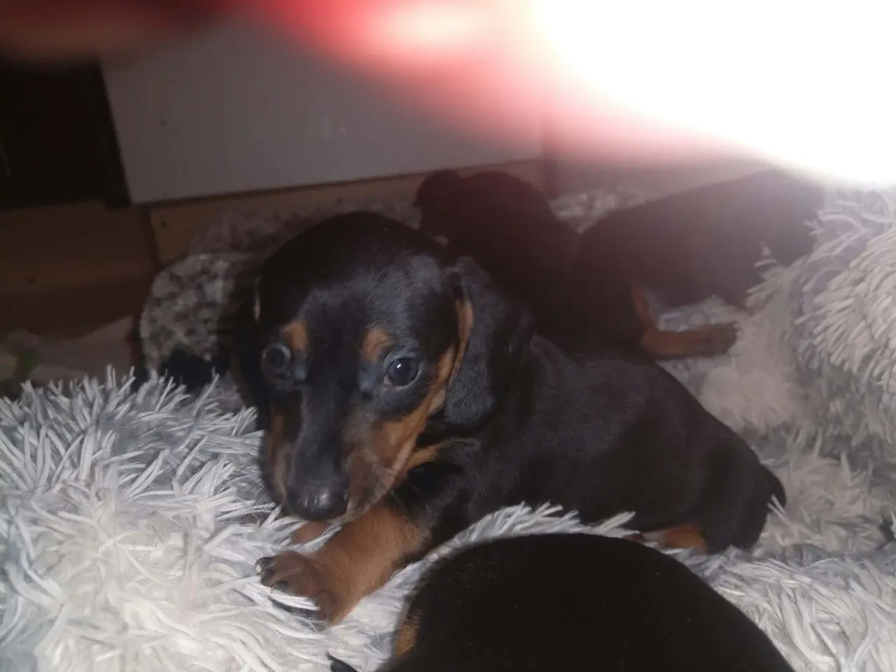 Billede 6 - Standard korthåret gravhunde