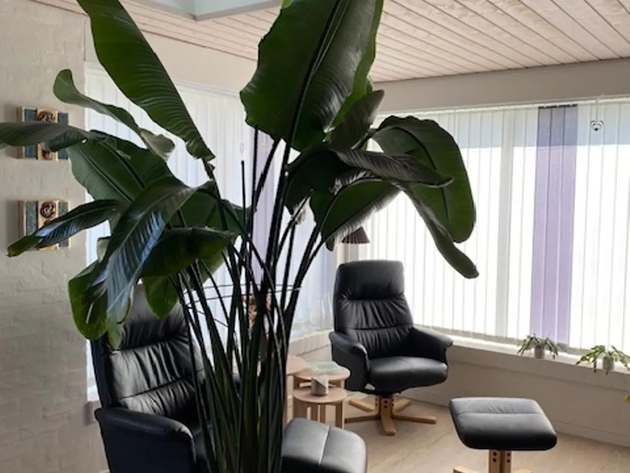 Billede 1 - Stueplante