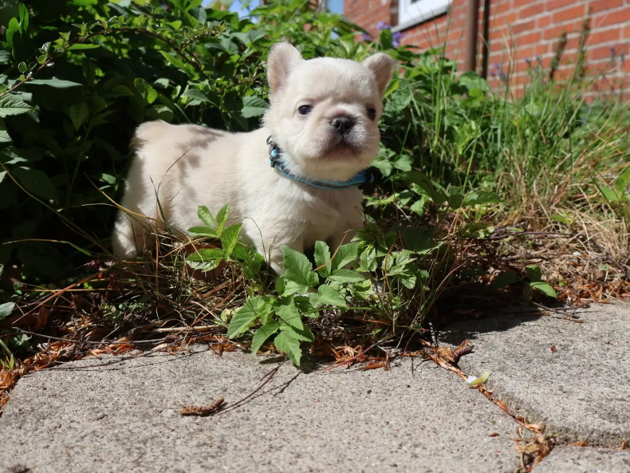 Billede 1 - Fransk bulldog