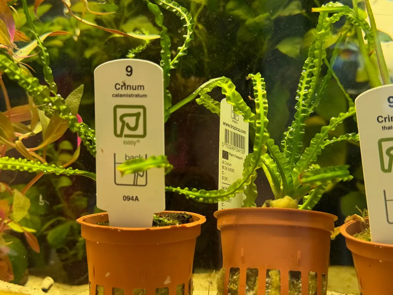 Billede 16 - Mange flere akvarie planter