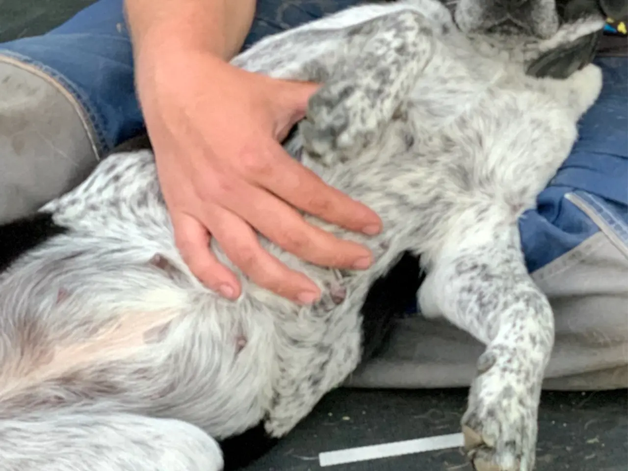 Billede 4 - 🐾❤️ 6 SKØNNE LABRADOR-BLANDINGSHVALPE SØGER DERES