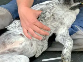 🐾❤️ 6 SKØNNE LABRADOR-BLANDINGSHVALPE SØGER DERES - 4