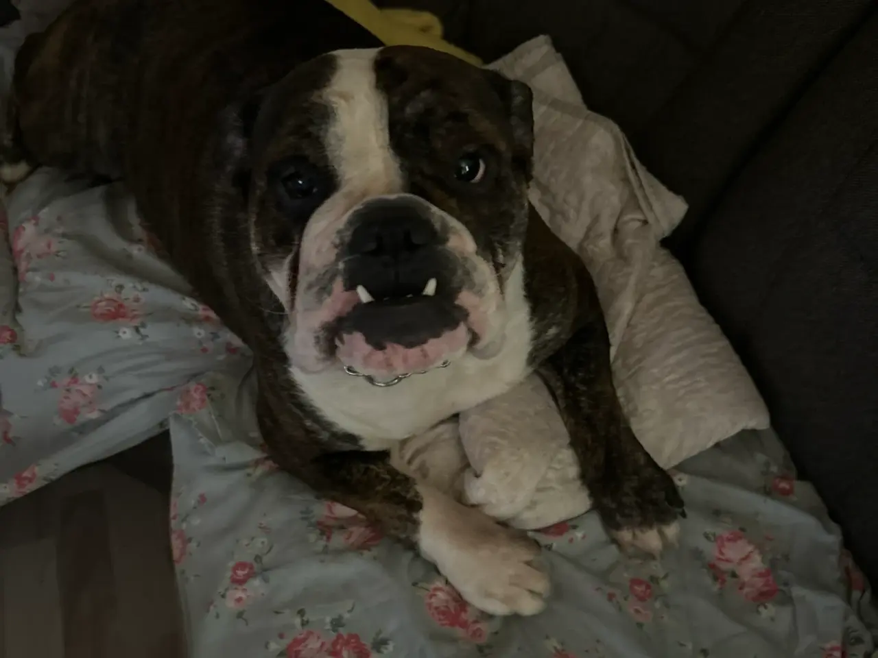 Billede 5 - Engelsk bulldog