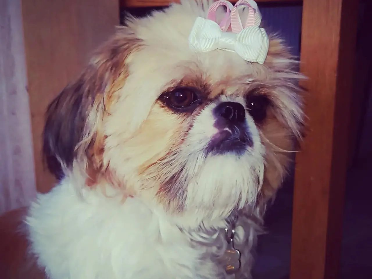 Billede 4 - Årets bedste julegave, ægte Shih Tzu