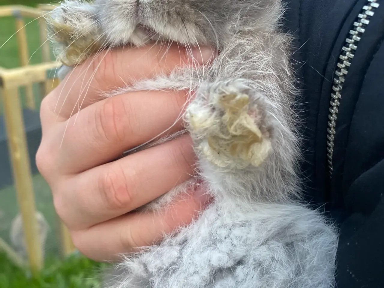Billede 5 - Mini lop dreng kaninunge