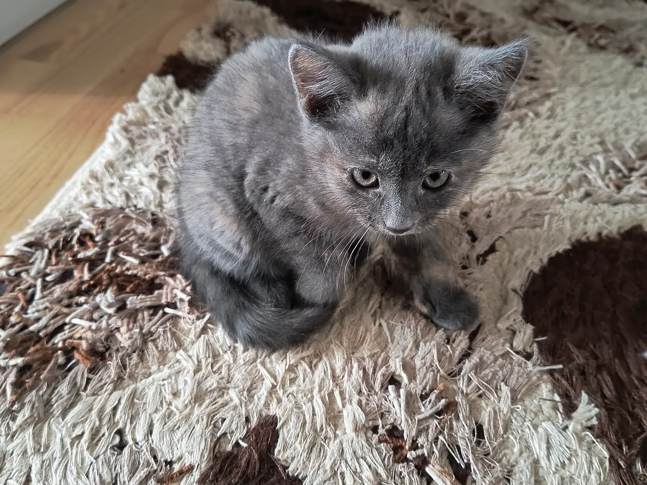 Billede 1 - 2 katte søger hjem 