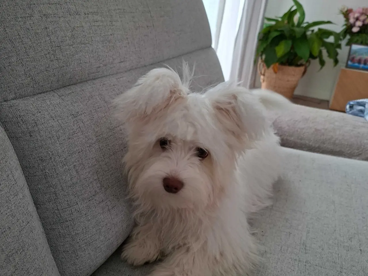 Billede 8 - Bichon havanaise