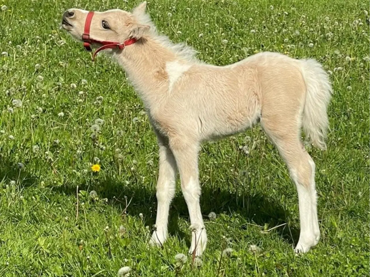 Billede 5 - Welsh partbred hingsteføl