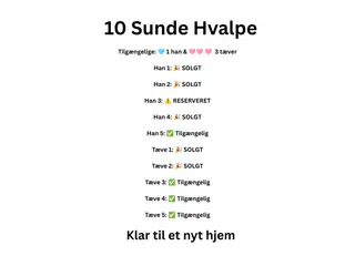🩵🩷 🐶 Smukke Schæfer Blandingshvalpe - 2