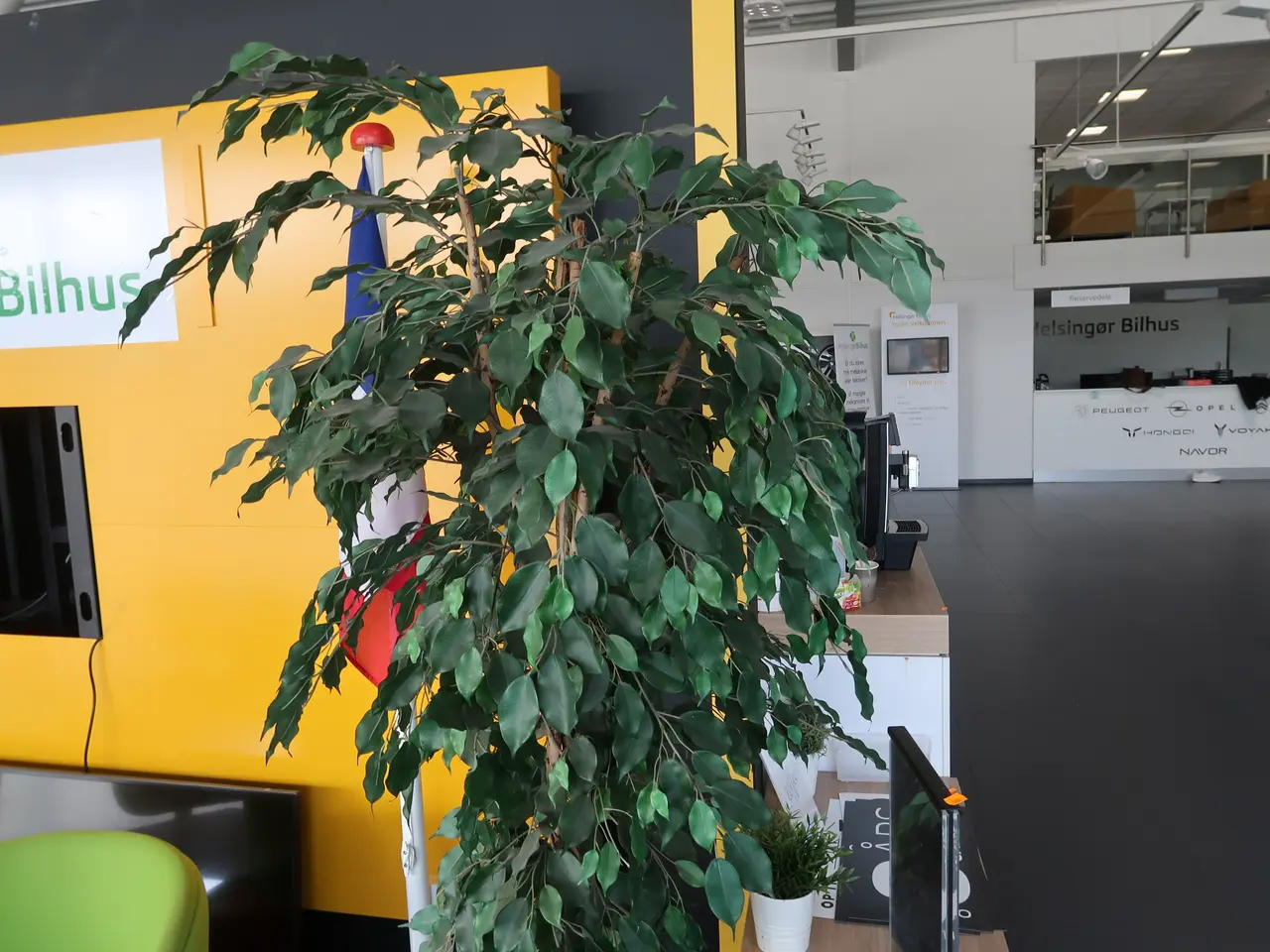 Billede 2 - Plante I krukke