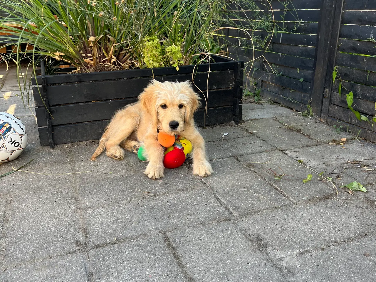 Billede 3 - Golden Doodle