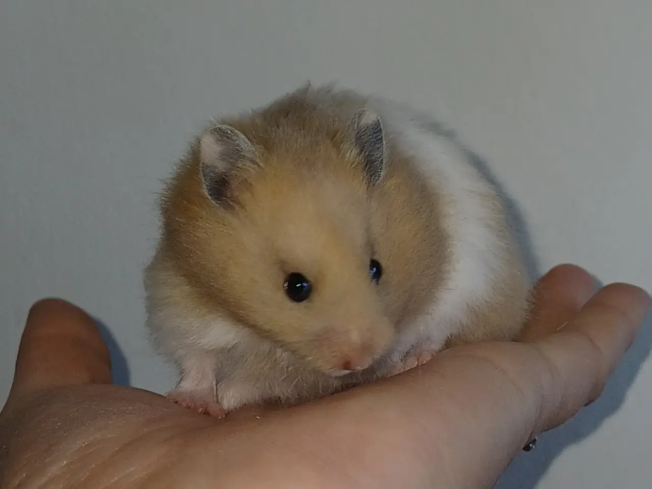 Billede 8 - Guldhamster unger