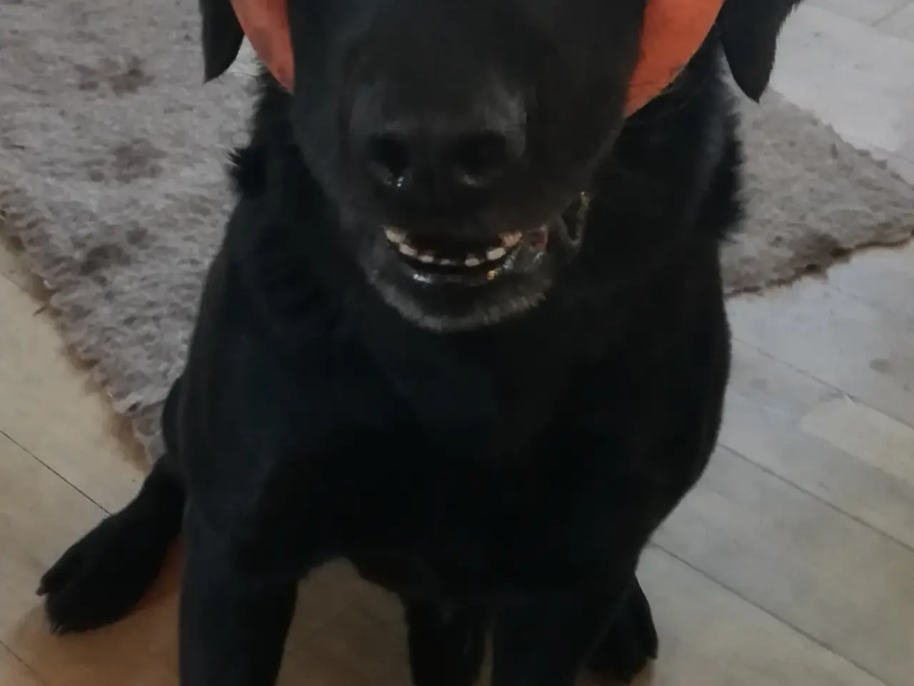 Billede 4 - Stueopdræt labrador både gule og sorte hanner