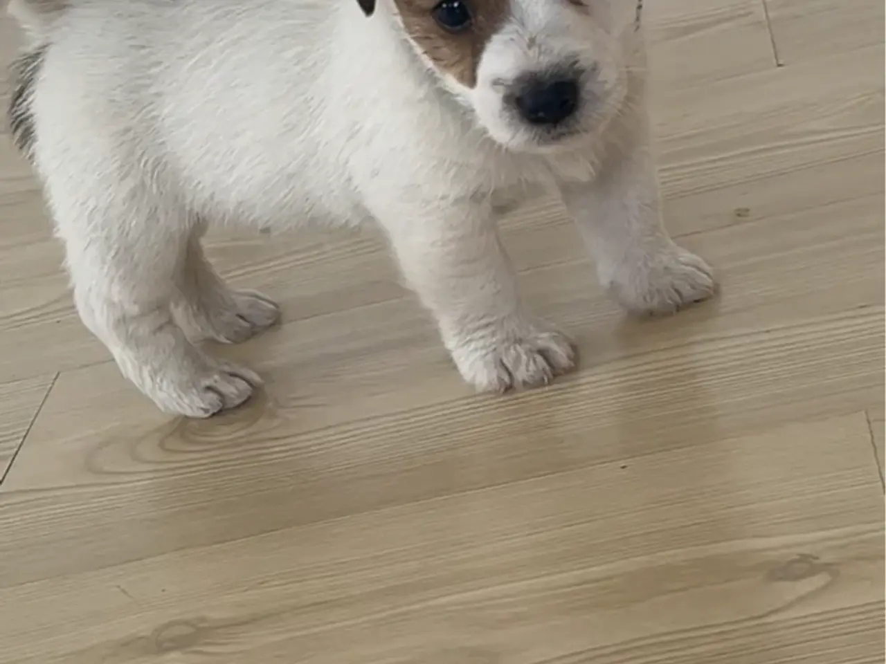 Billede 2 - Jack Russel med DKK stamtavle
